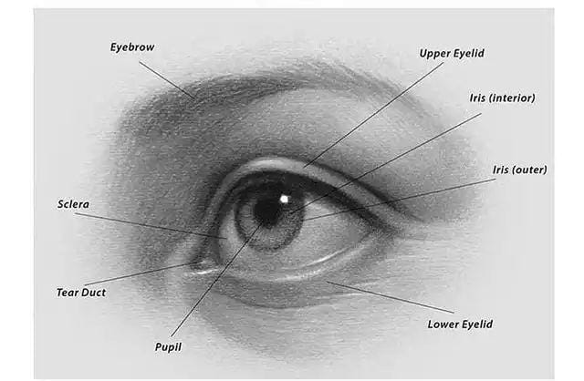 كورس البورتريه